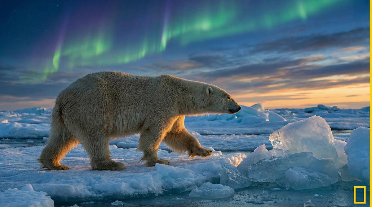 抖阴北极熊视频